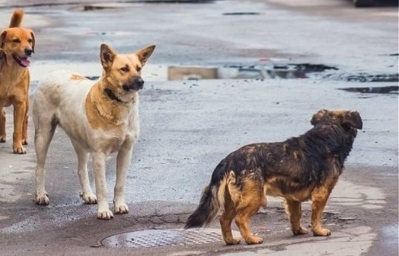 Μνημόνιο συνεργασίας μεταξύ Δήμου Μεσσήνης και Φιλοζωικού Ομίλου Καλαμάτας 3