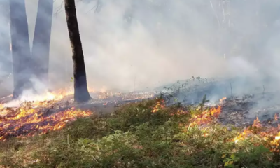 Ξεκίνησε η καταγραφή ζημιών στο Δήμο Οιχαλίας από τις πυρκαγιές 33