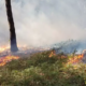 Ξεκίνησε η καταγραφή ζημιών στο Δήμο Οιχαλίας από τις πυρκαγιές 27
