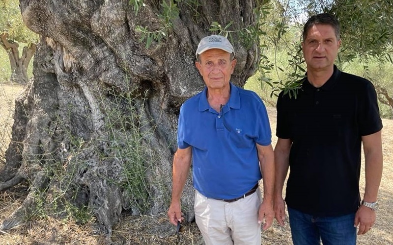 Υπεραιωνόβιες ελιές στέκονται αγέρωχες στη Βασιλάδα του Δήμου Μεσσήνης 3