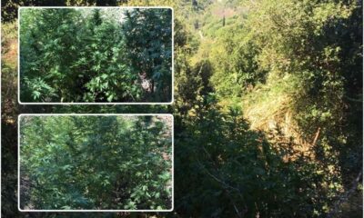 Σε αναζήτηση καλλιεργητές φυτείας με 47 δενδρύλλια κάνναβης στην Καλαμάτα 36
