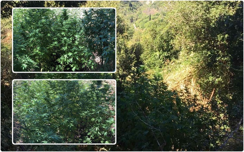 Σε αναζήτηση καλλιεργητές φυτείας με 47 δενδρύλλια κάνναβης στην Καλαμάτα 1