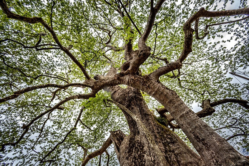 «τα δέντρα μιλούν»: πανελλήνιος μαθητικός διαγωνισμός για τα υπεραιωνόβια δέντρα της πελοποννήσου 5