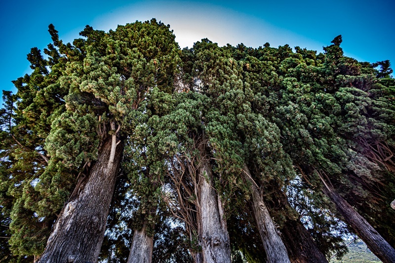 «τα δέντρα μιλούν»: πανελλήνιος μαθητικός διαγωνισμός για τα υπεραιωνόβια δέντρα της πελοποννήσου 6