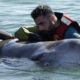Νεκρή εντοπίστηκε στη Σαλαμίνα, η φάλαινα που είχε εμφανιστεί στις ακτές του Αλίμου 12