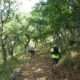 ορεινή πεζοπορία στο σελλάς μεσσηνίας και σήμανση 5 αιωνόβιων δέντρων της ελληνικής επανάστασης του 1821 16