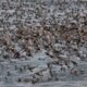 Η μετανάστευση της ΕΑΡΙΝΗΣ "ΣΑΡΣΕΛΑΣ" μέσα από τον φωτογραφικό φακό του Θάνου Τριανταφυλλόπουλου 2