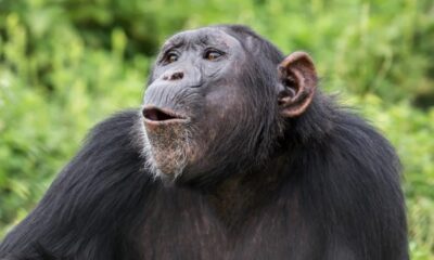 Σκότωσαν τον χιμπατζή που «Δραπέτευσε» από το Αττικό Ζωολογικό Πάρκο 2