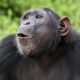 Σκότωσαν τον χιμπατζή που «Δραπέτευσε» από το Αττικό Ζωολογικό Πάρκο 4