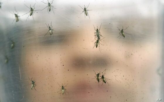  Αυτά είναι τα 5 μυστικά για να μην σας τσιμπάνε τα κουνούπια