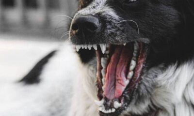 σοκ στο αγρίνιο : νοσηλεύεται με σοβαρά τραύματα ανήλικος από επίθεση τσοπανόσκυλου 30