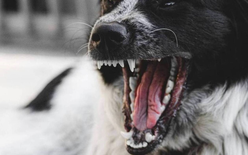 Σοκ στο Αγρίνιο : Νοσηλεύεται με σοβαρά τραύματα ανήλικος από επίθεση τσοπανόσκυλου 1