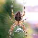 Η μυρωδιά που διώχνει τις αράχνες για να μην τις ξαναδείς στο σπίτι σου 8