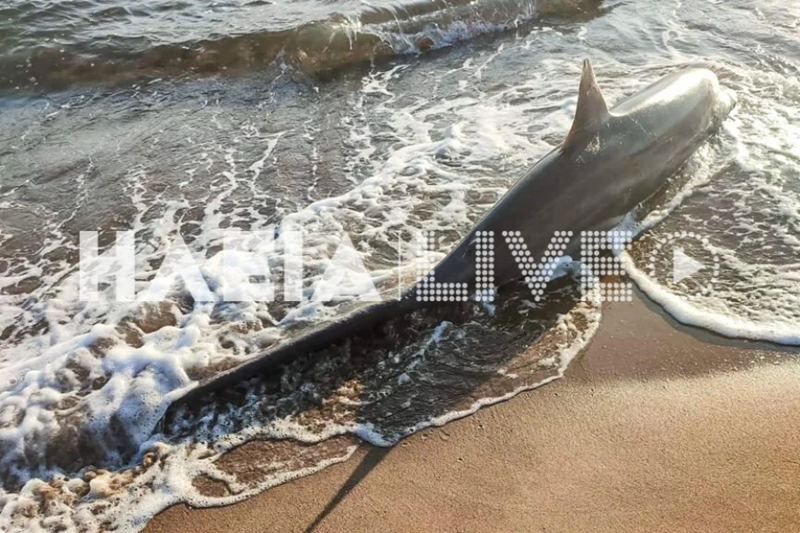 Καρχαρίας προκαλεί δέος στη Ζαχάρω: Για «αλεπού» κάνουν λόγο οι γνώστες 4