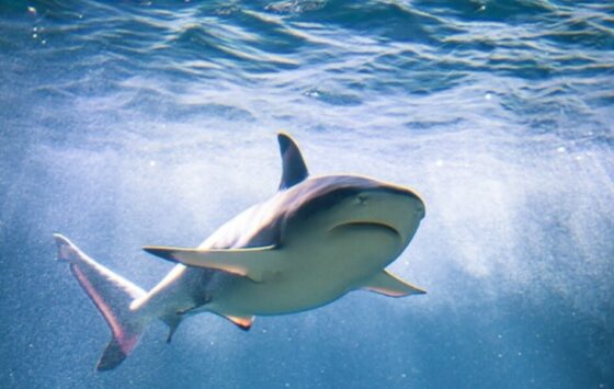 Το δάγκωμα από καρχαρία του έσωσε τη ζωή: Πως η δραματική εμπειρία του βγήκε σε… καλό