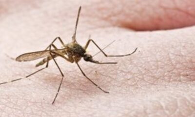 ΕΟΔΥ : Προφυλαχθείτε από τα κουνούπια – Προφυλαχθείτε από τον ιό του Δυτικού Νείλου 33