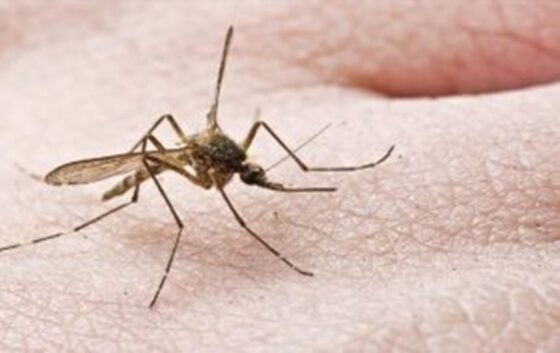 ΕΟΔΥ : Προφυλαχθείτε από τα κουνούπια – Προφυλαχθείτε από τον ιό του Δυτικού Νείλου