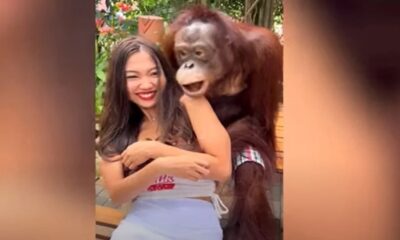Ουρακοτάγκος σε ζωολογικό κήπο της Ταϊλάνδης αγκαλιάζει και... φιλάει επισκέπτρια -Δείτε το αστείο βίντεο 45