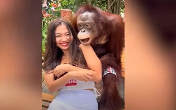 Ουρακοτάγκος σε ζωολογικό κήπο της Ταϊλάνδης αγκαλιάζει και… φιλάει επισκέπτρια -Δείτε το αστείο βίντεο