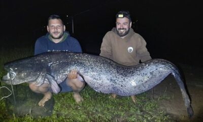 Λίμνη Πλαστήρα: Αλιεύτηκε γουλιανός ρεκόρ μήκους 2,40 μέτρων 10