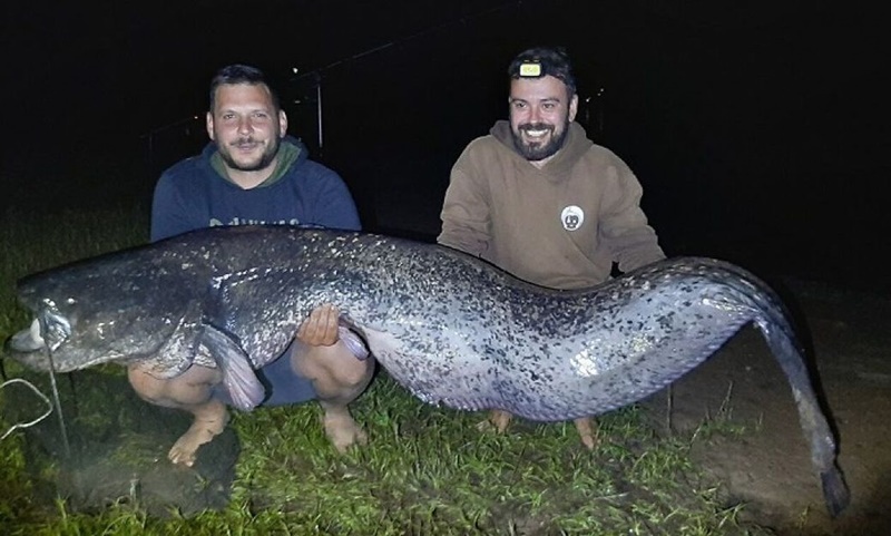 Λίμνη Πλαστήρα: Αλιεύτηκε γουλιανός ρεκόρ μήκους 2,40 μέτρων 1