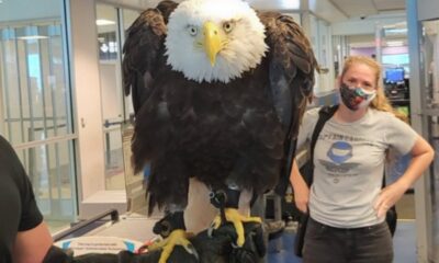 Όταν ο αετός περνά από τον έλεγχο αεροδρομίου 8