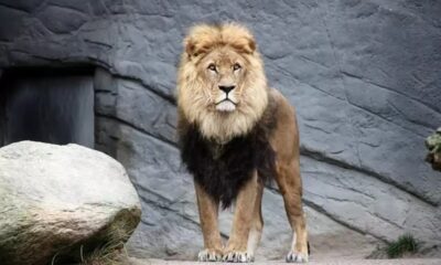 Γκάνα: Λιοντάρια κατασπάραξαν άνδρα σε ζωολογικό κήπο - Φέρεται να προσπαθούσε να κλέψει σπάνια λευκά λιονταράκια 2
