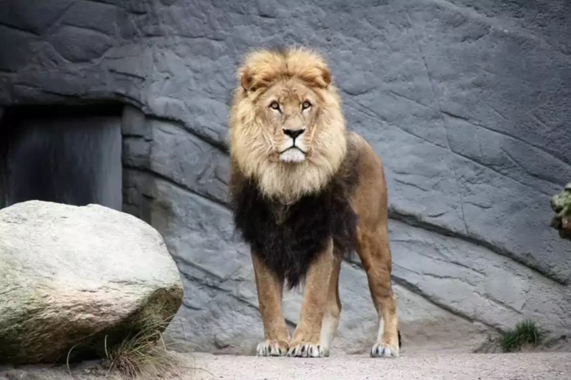 Γκάνα: Λιοντάρια κατασπάραξαν άνδρα σε ζωολογικό κήπο - Φέρεται να προσπαθούσε να κλέψει σπάνια λευκά λιονταράκια 1