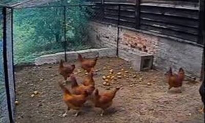 Σκότωσε σκύλο επειδή του έφαγε μια κότα και τώρα καλείται να πληρώσει 30.000 ευρώ 1