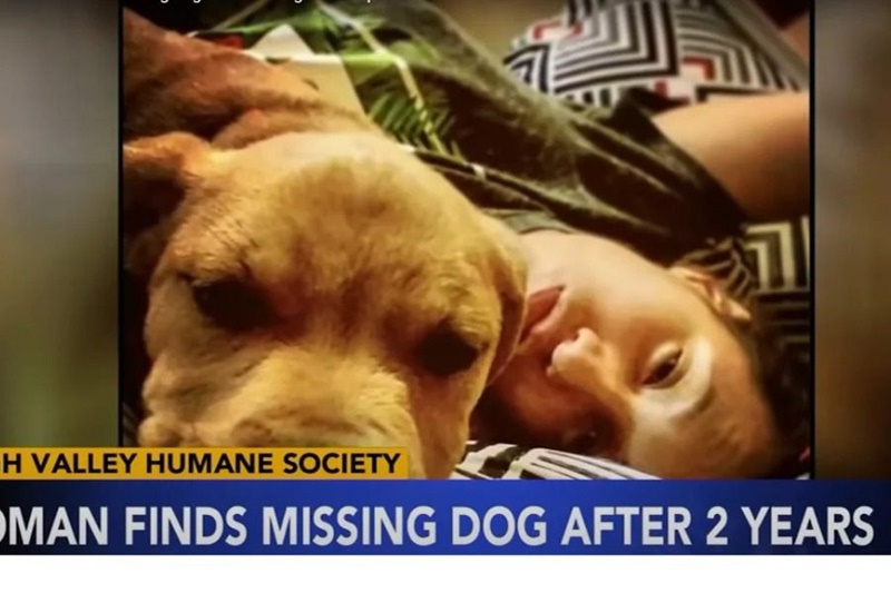 Έψαχνε σκύλο για υιοθεσία και βρήκε αυτόν που είχε χάσει 2 χρόνια πριν 1