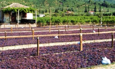 Ψήφισμα και ορισμός κατώτατης τιμής ανά κιλό σταφίδας 14