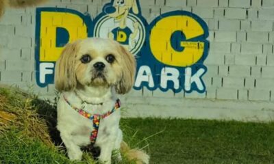 Dog Fun Park: Το hotpot των φιλόζωων 1