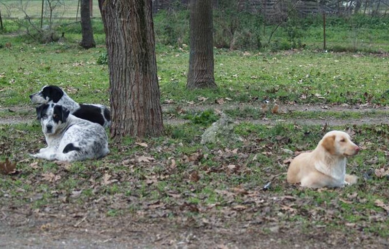 Μανώλης Μάκαρης: Γιατί καθυστερεί το διαδημοτικό καταφύγιο αδέσποτων ζώων 1