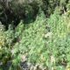 Μεσσηνιακή Μάνη: Εντοπίστηκε φυτεία με 33 φυτά κάνναβης 46