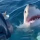 58χρονη την κατασπάραξε καρχαρίας μπροστά στην οικογένειά της 13