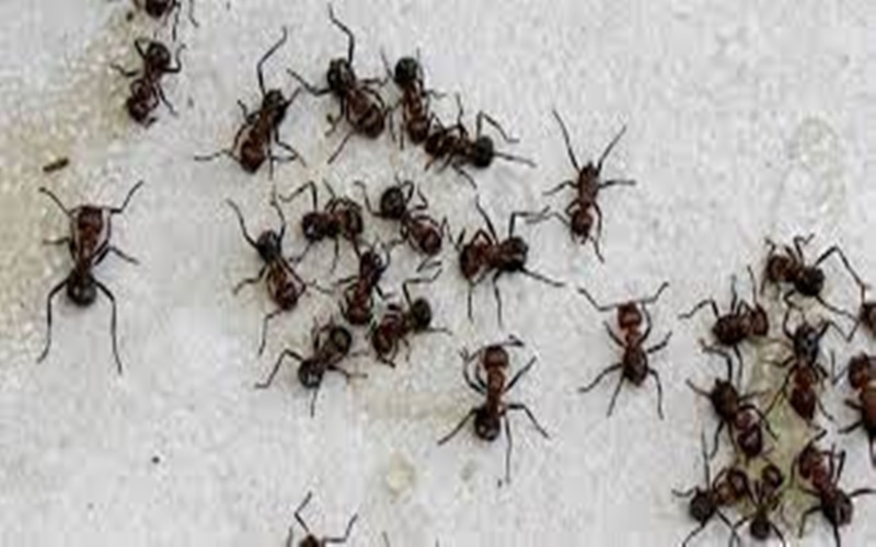 Tελικά πόσα μυρμήγκια υπάρχουν στη Γη; Οι επιστήμονες απαντούν 1