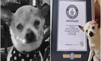 Η γηραιότερη σκυλίτσα στον κόσμο πέθανε σε ηλικία 22 ετών - Το... μυστικό της μακροζωίας της 22