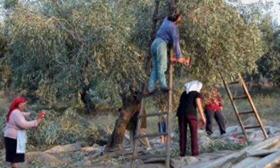 Φεύγουν οι Αλβανοί εργάτες από τη χώρα ‑ Σε κίνδυνο η ελαιοπαραγωγή