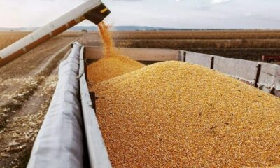Η Ρωσία κάνει μπλόκο στα σιτηρά ‑ Πρόβλημα επιβίωσης για εκατομμύρια πολίτες σε όλο τον κόσμο 10