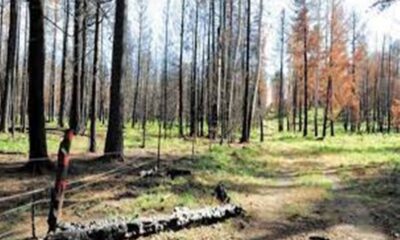 ΟΑΕΔ: Έρχονται 700 προσλήψεις στις Δασικές Υπηρεσίες του Υπουργείου Περιβάλλοντος και Ενέργειας 16