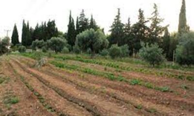 Νέες πληροφορίες για τον άνδρα που βρέθηκε νεκρός με κομμένο λαιμό σε χωράφι στην Κρήτη 58