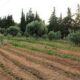 Νέες πληροφορίες για τον άνδρα που βρέθηκε νεκρός με κομμένο λαιμό σε χωράφι στην Κρήτη 60