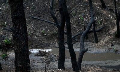 Μeteo: Οι καμένες εκτάσεις στην Ελλάδα φέτος ήταν περίπου 200.000 στρέμματα 11