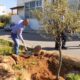 Φύτευση δέντρων ελιάς στο προαύλιο χώρο των Δημοτικών σχολείων Καλαμάτας 6