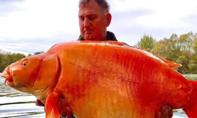 Ψαράς έπιασε το μεγαλύτερο χρυσόψαρο βάρους 32 κιλών 8