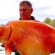 Ψαράς έπιασε το μεγαλύτερο χρυσόψαρο βάρους 32 κιλών 9