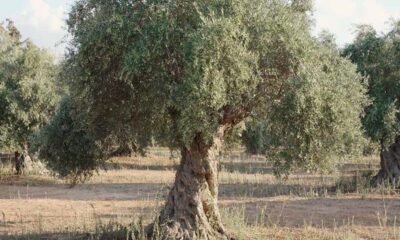 Η καλλιέργεια της ελιάς στην Ελλάδα και τον κόσμο - Δείτε το explainer video του Act for Earth 10