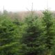 Χαλκιδική: 35.500 χριστουγεννιάτικα δέντρα θα «ταξιδέψουν» σε Ελλάδα και εξωτερικό 7