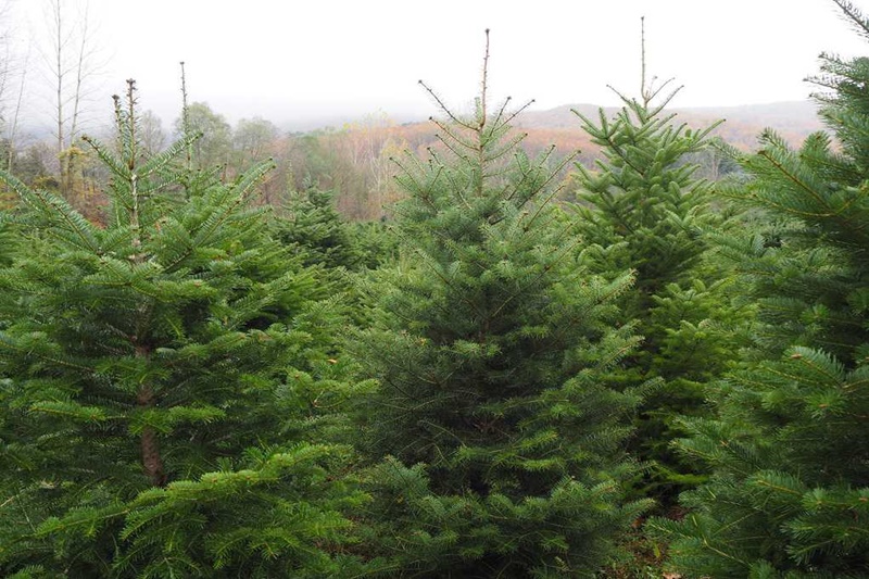 Χαλκιδική: 35.500 χριστουγεννιάτικα δέντρα θα «ταξιδέψουν» σε Ελλάδα και εξωτερικό 1