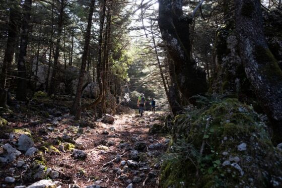 Ο Ορειβατικός Σύλλογος Καλαμάτας θα πεζοπορήσει στο Καλάθι:: Άνω Βέργα – Αλτομυρά